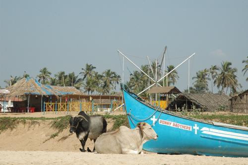 goabullsonbeach.jpg