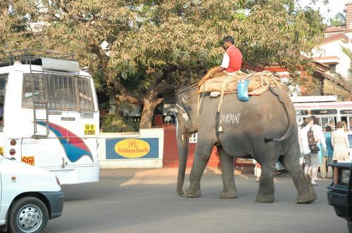 goaurbanelephant.jpg