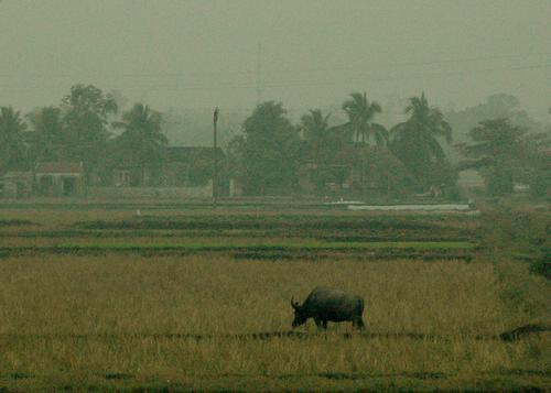 halongwaterbuffalo.jpg