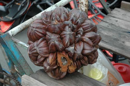 hcmcpalmseedpod.jpg