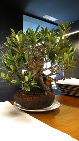 rocaolivebonsai.jpg