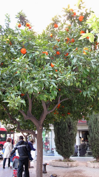 valenciaorange.jpg